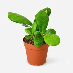 Lulu And Georgia Live Ficus Lyrata Plant (Fiddle Leaf Fig)