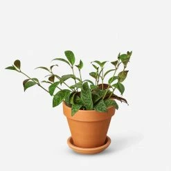 Lulu And Georgia Live Lipstick Plant Accessories + Décor