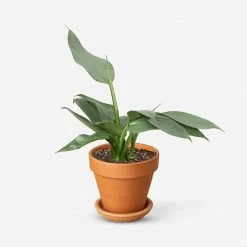 Lulu And Georgia Live Philodendron Plant (Silver Sword) Accessories + Décor