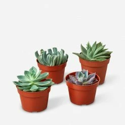 Lulu And Georgia Live Echeveria Succulent Plants (Set Of 4), 4" Grower Pots Accessories + Décor