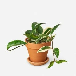 Lulu And Georgia Live Hoya Carnosa Plant (Krimson Queen)