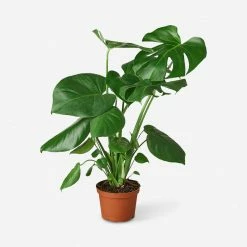 Lulu And Georgia Live Philodendron Monstera Split-Leaf Plant Accessories + Décor