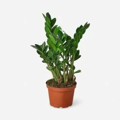Lulu And Georgia Live Zamioculcas Zamiifolia Plant (ZZ Plant)