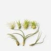 Lulu And Georgia Mossy Greens Live Air Plants (Set Of 7)