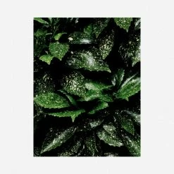 Lulu And Georgia'Still Life 7' Photography Print By Ashley Johnson Mossy Greens