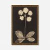 Lulu And Georgia Walls 'Botanical Photogram' Print