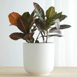 Lulu And Georgia LBE Design Ceramic Bell Shaped Planter