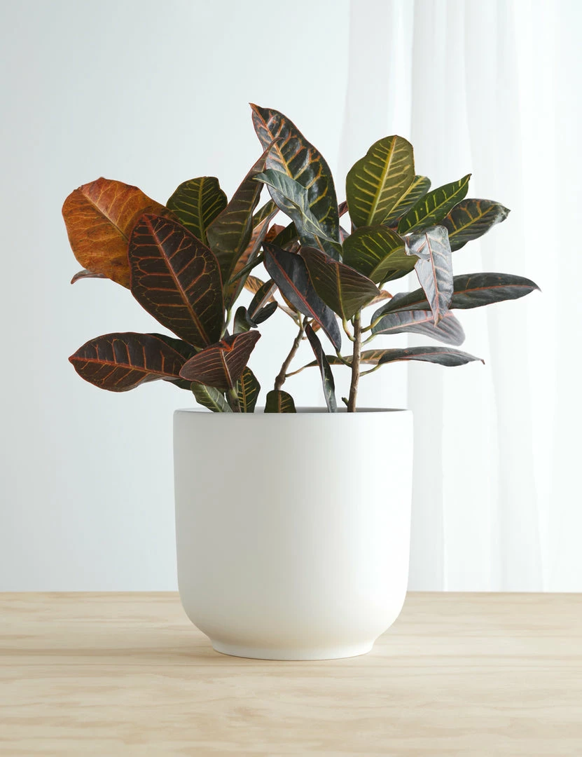 Lulu And Georgia LBE Design Ceramic Bell Shaped Planter