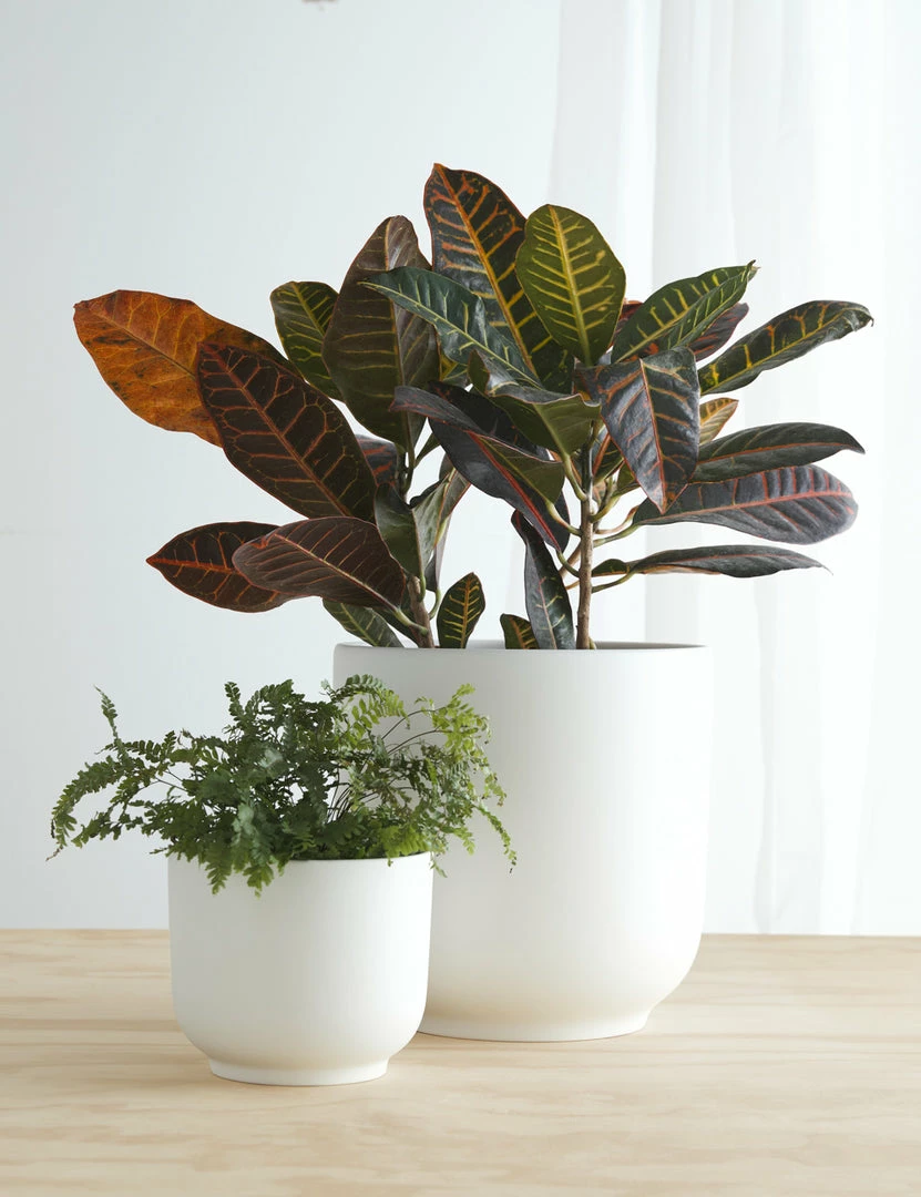 Lulu And Georgia LBE Design Ceramic Bell Shaped Planter