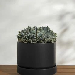 Lulu And Georgia LBE Design Ceramic Indoor / Outdoor Planter