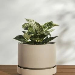 Lulu And Georgia LBE Design Ceramic Indoor / Outdoor Planter