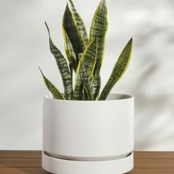 Lulu And Georgia LBE Design Ceramic Indoor / Outdoor Planter