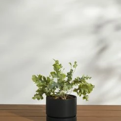 Lulu And Georgia LBE Design Ceramic Indoor / Outdoor Planter