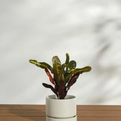 Lulu And Georgia LBE Design Ceramic Indoor / Outdoor Planter