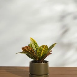 Lulu And Georgia LBE Design Ceramic Indoor / Outdoor Planter