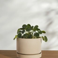 Lulu And Georgia LBE Design Ceramic Indoor / Outdoor Planter