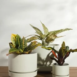 Lulu And Georgia LBE Design Ceramic Indoor / Outdoor Planter