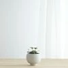 Lulu And Georgia Sutton Self-Watering Planter By Greenery Unlimited New