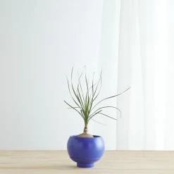 Lulu And Georgia Sutton Self-Watering Planter By Greenery Unlimited New