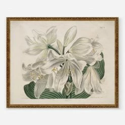 Lulu And Georgia'White Cape - Coast Lily' Print By Sydenham Edwards
