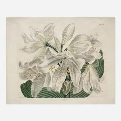Lulu And Georgia'White Cape - Coast Lily' Print By Sydenham Edwards