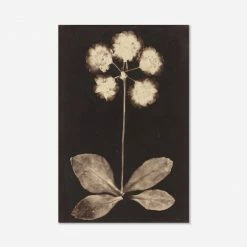 Lulu And Georgia Walls'Botanical Photogram' Print