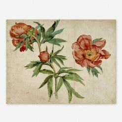 Lulu And Georgia'Studies Of Peonies' Wall Art By Martin Schongauer